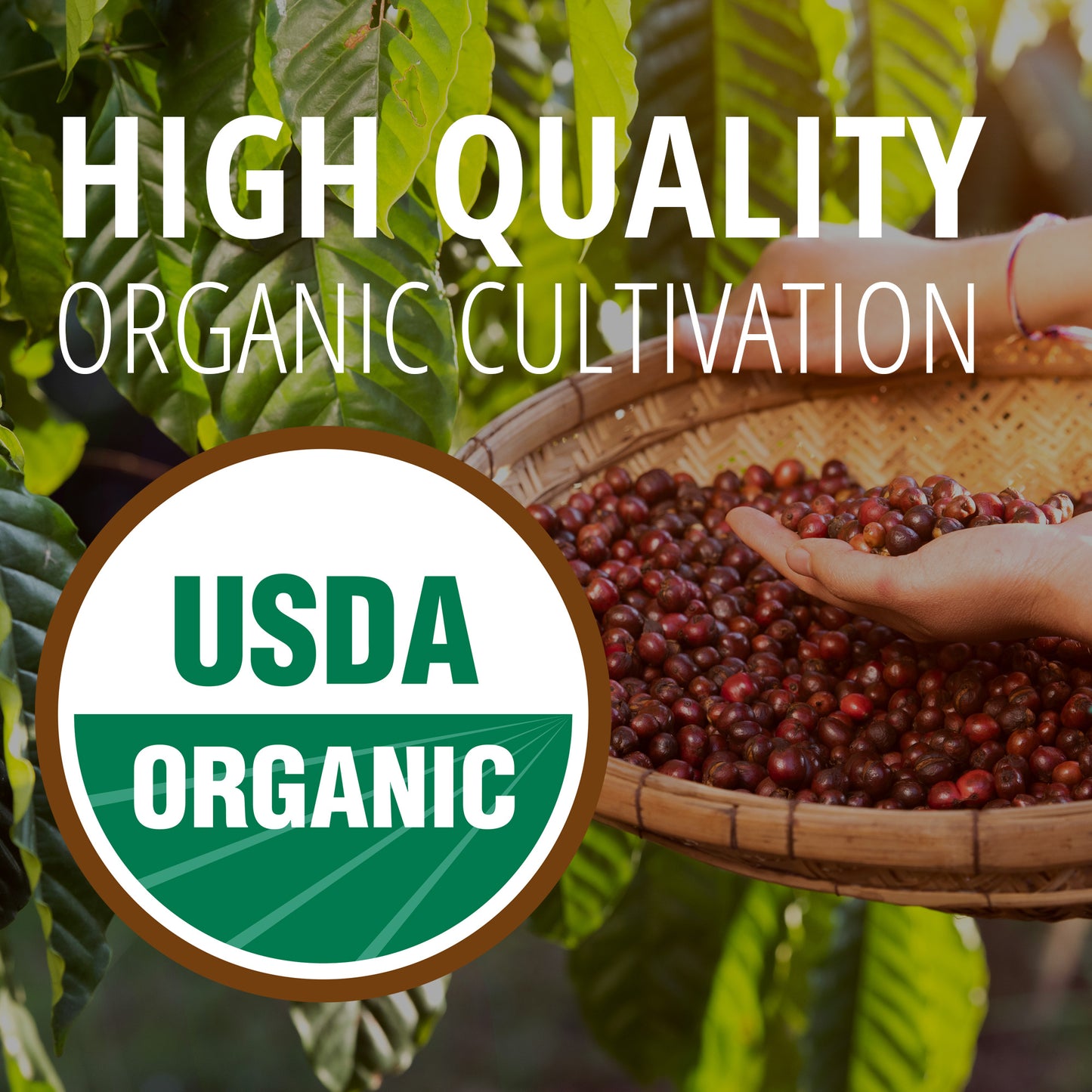 Honduras Pura Forte - (Organic & Fairtrade) - 10 Pods